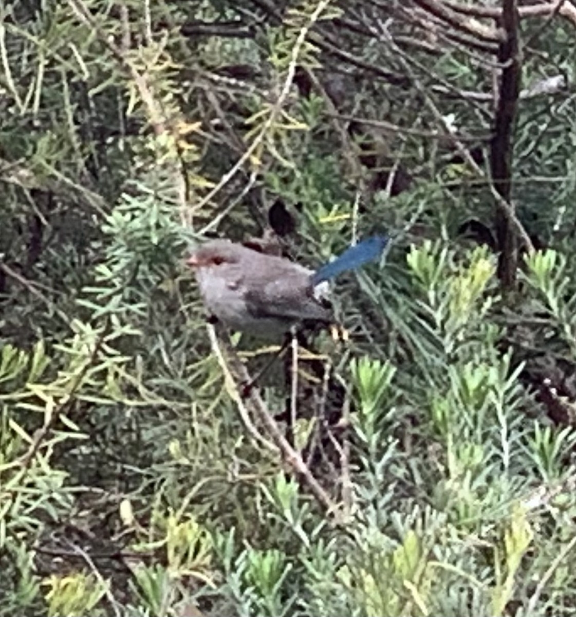 Splendid Fairywren - ML644072787