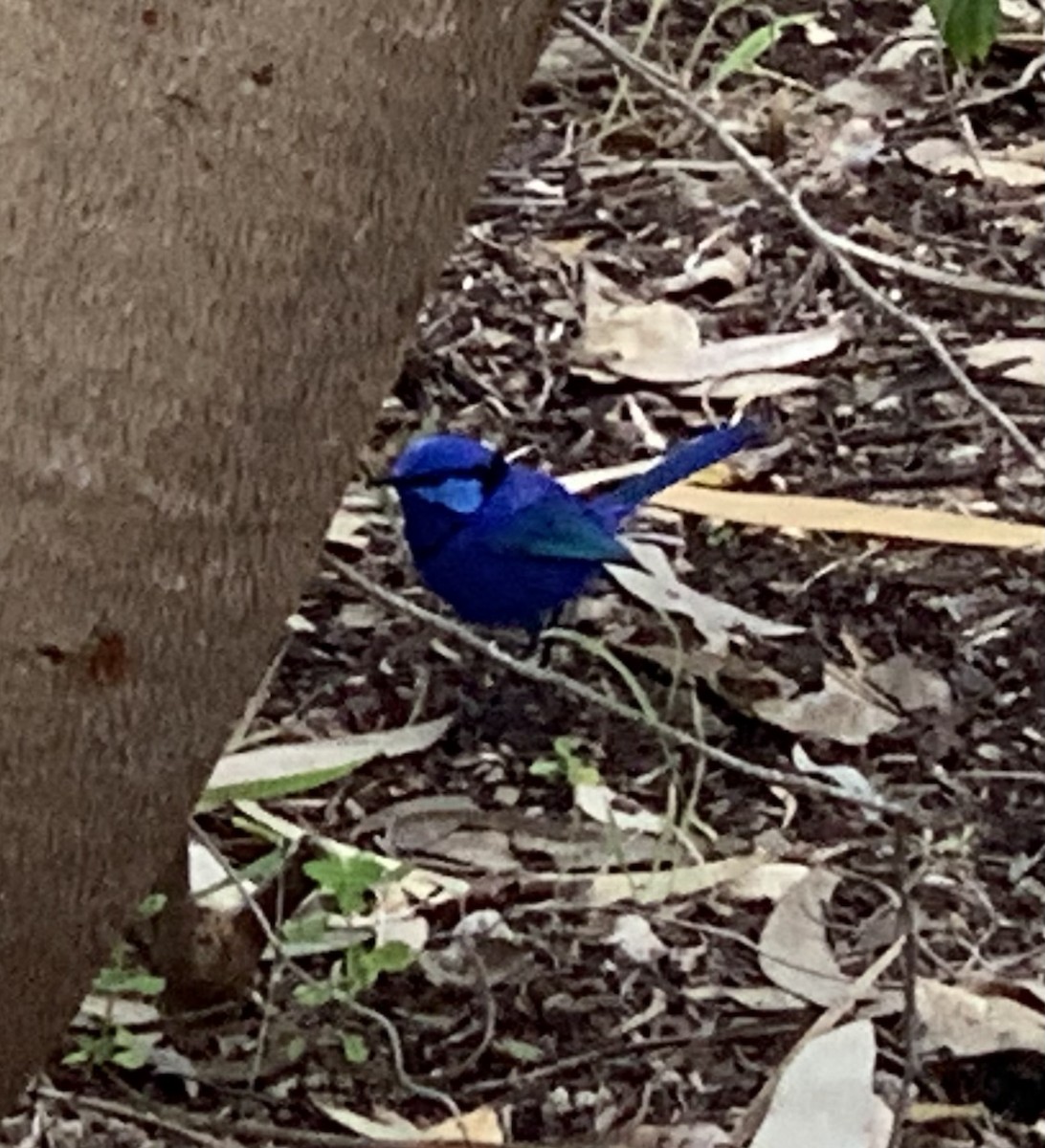 Splendid Fairywren - ML644072790