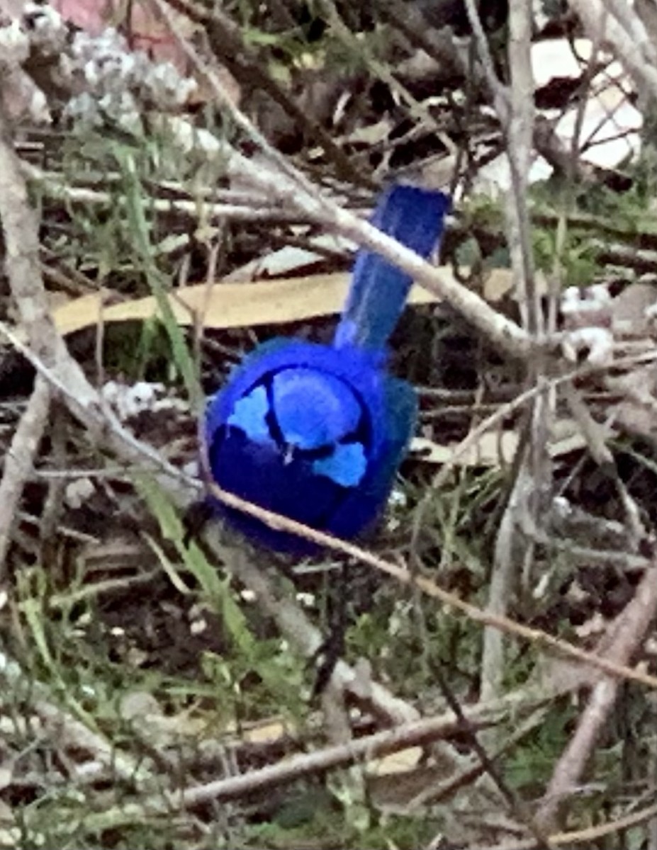 Splendid Fairywren - ML644072792