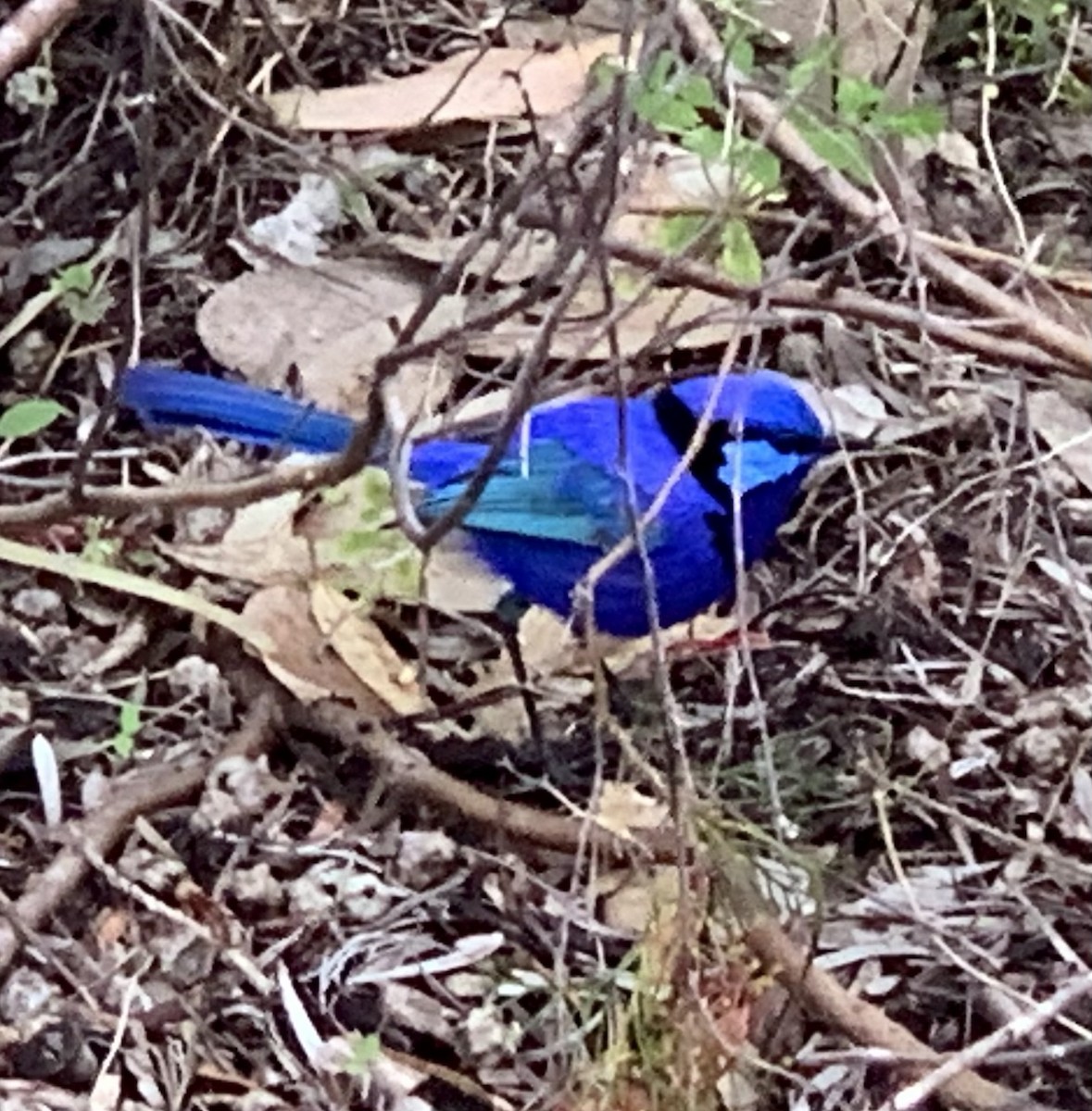 Splendid Fairywren - ML644072793