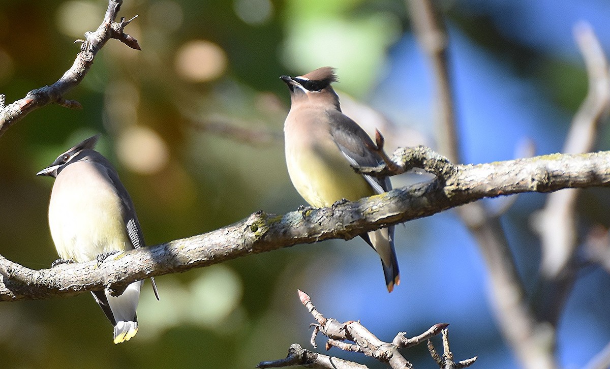 Cedar Waxwing - ML644072797
