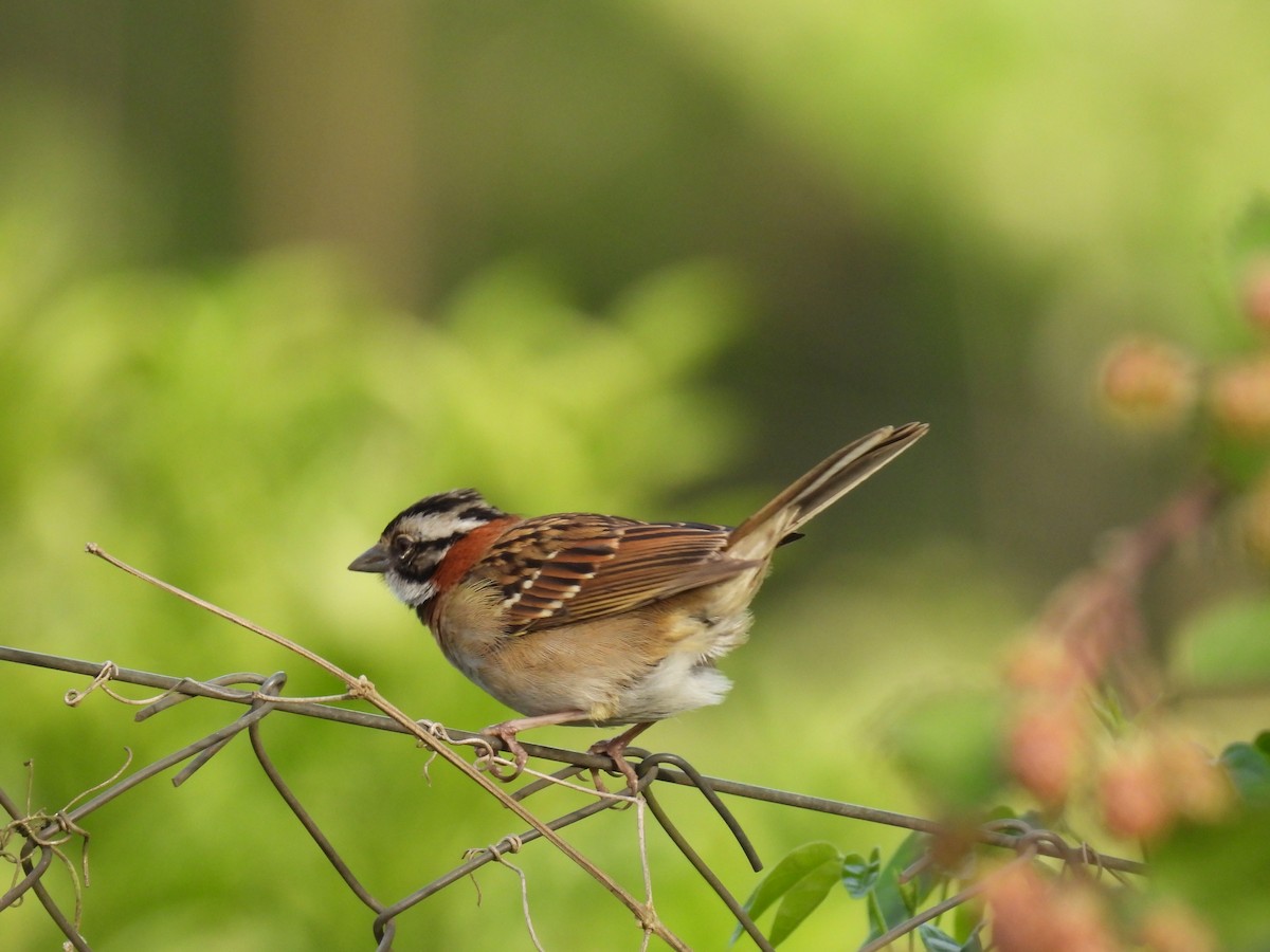 Rufous-collared Sparrow - ML644072811
