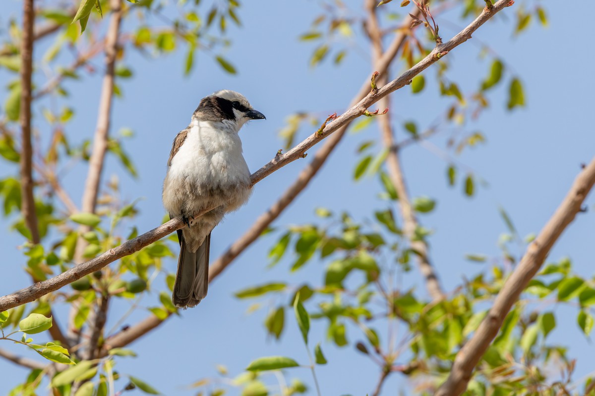 White-crowned Shrike - ML644072812