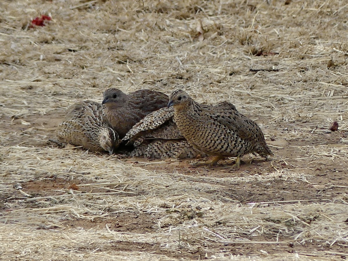 Brown Quail - ML644072813