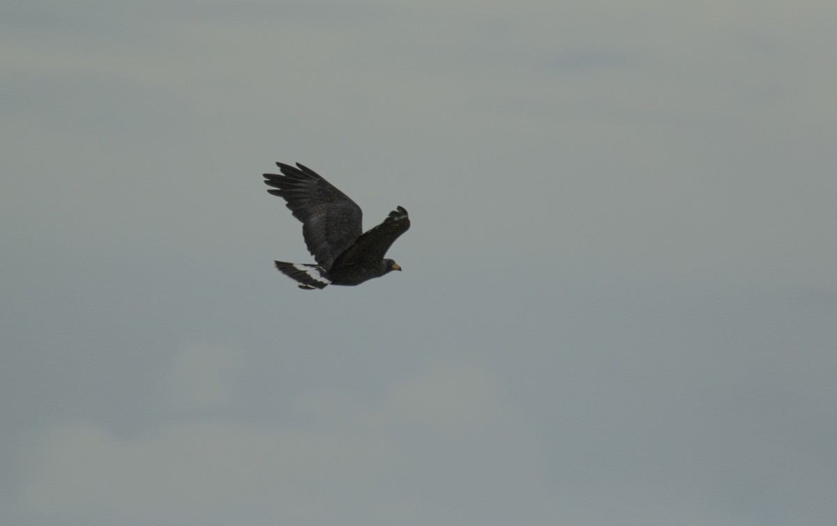 Common Black Hawk - ML644072814