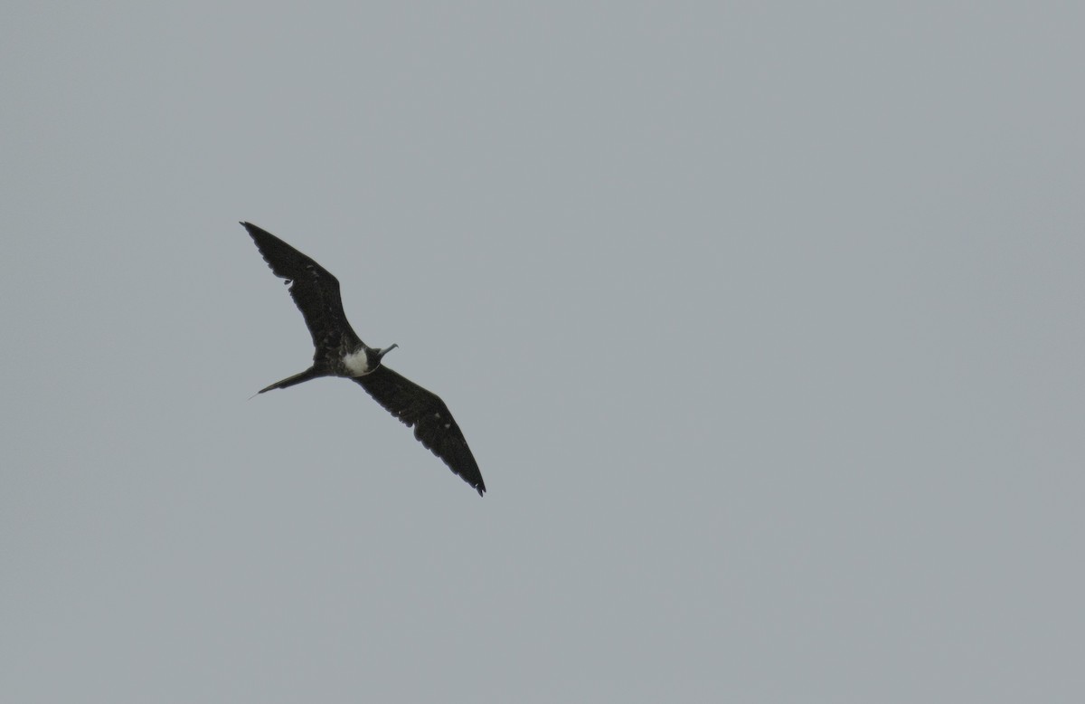 Magnificent Frigatebird - ML644072816