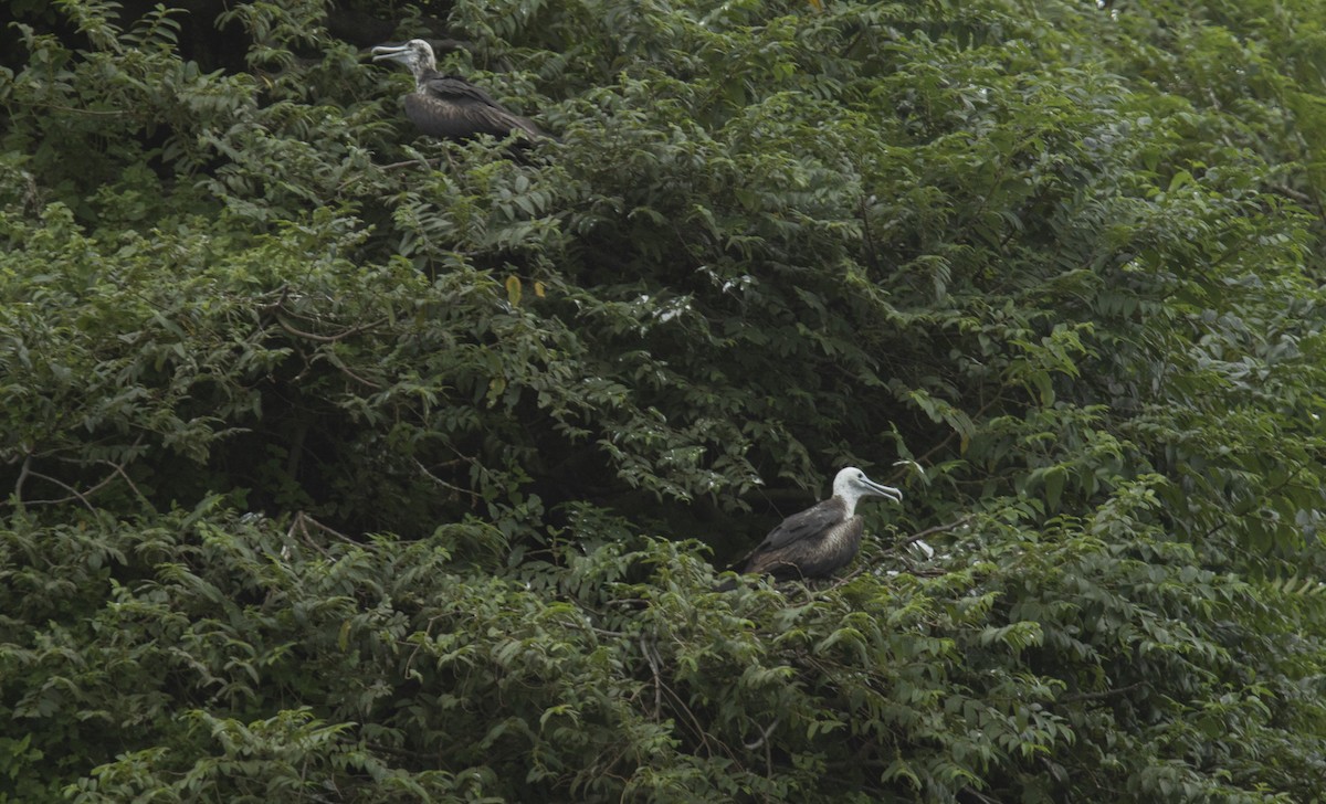 Magnificent Frigatebird - ML644072817