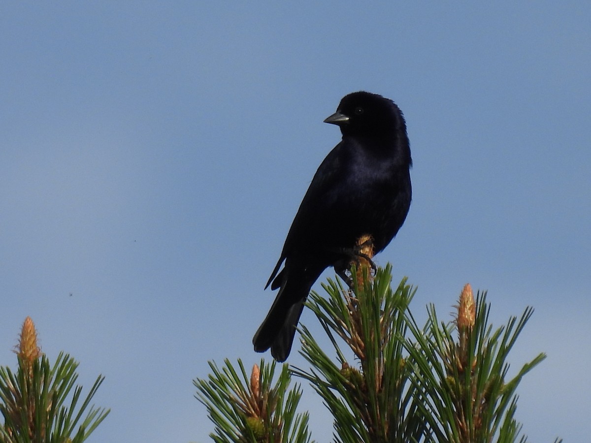 Shiny Cowbird - ML644072821