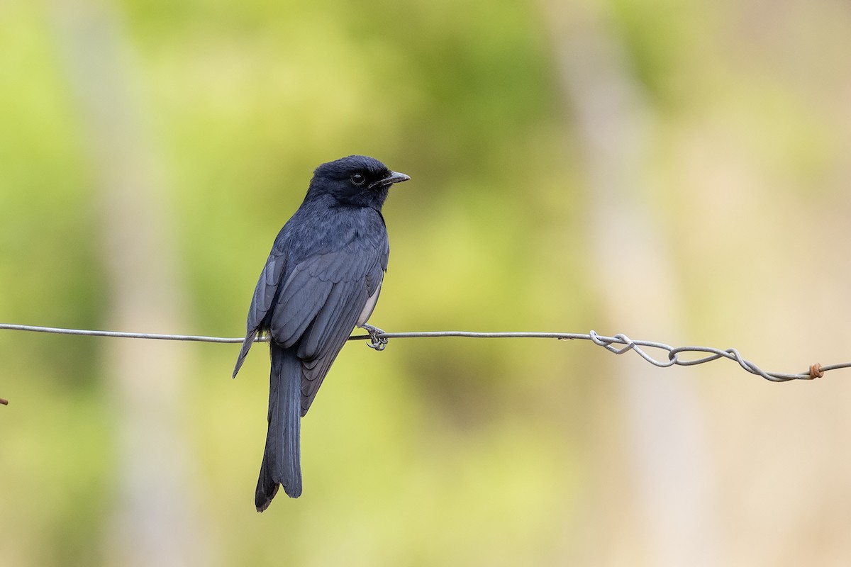 Southern Black-Flycatcher - ML644072822