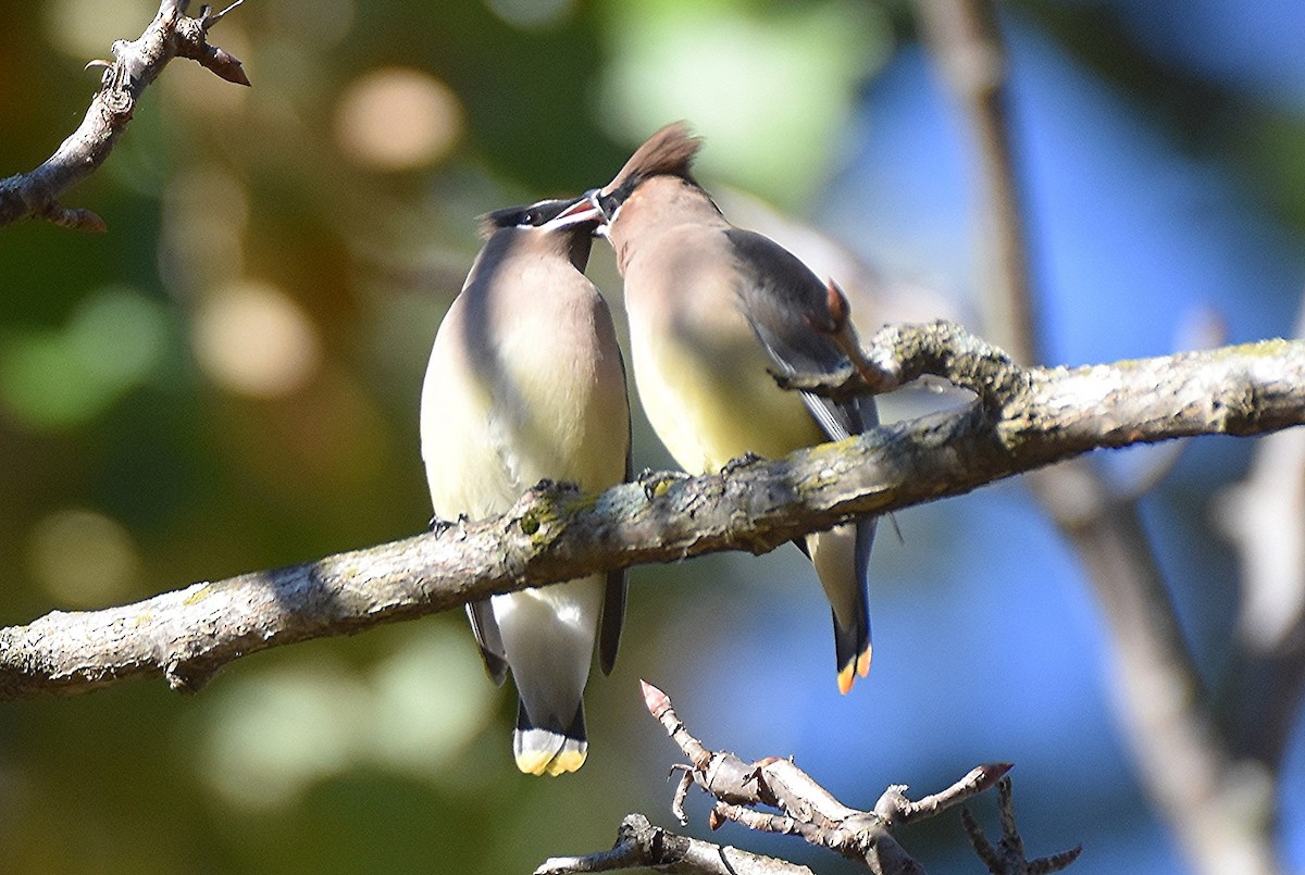 Cedar Waxwing - ML644072824