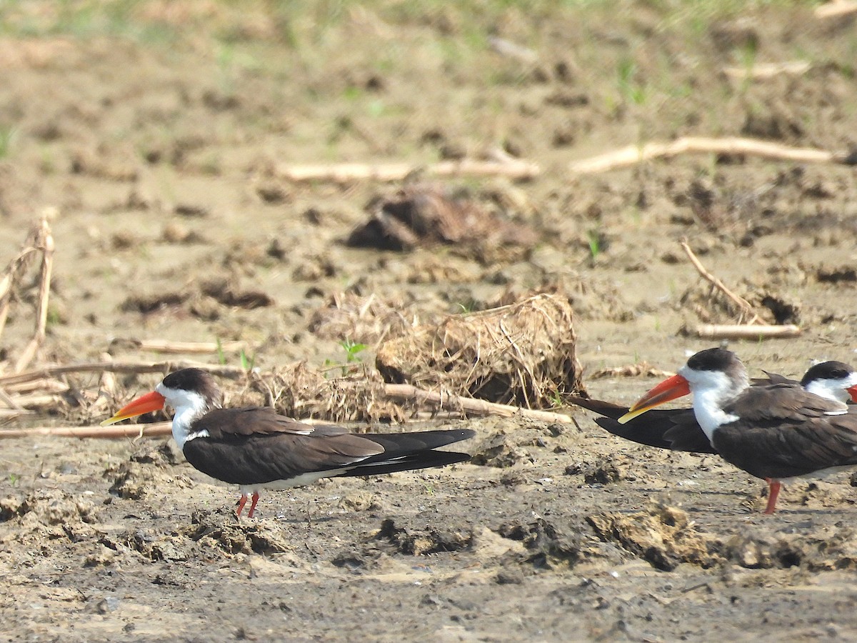 African Skimmer - ML644072827