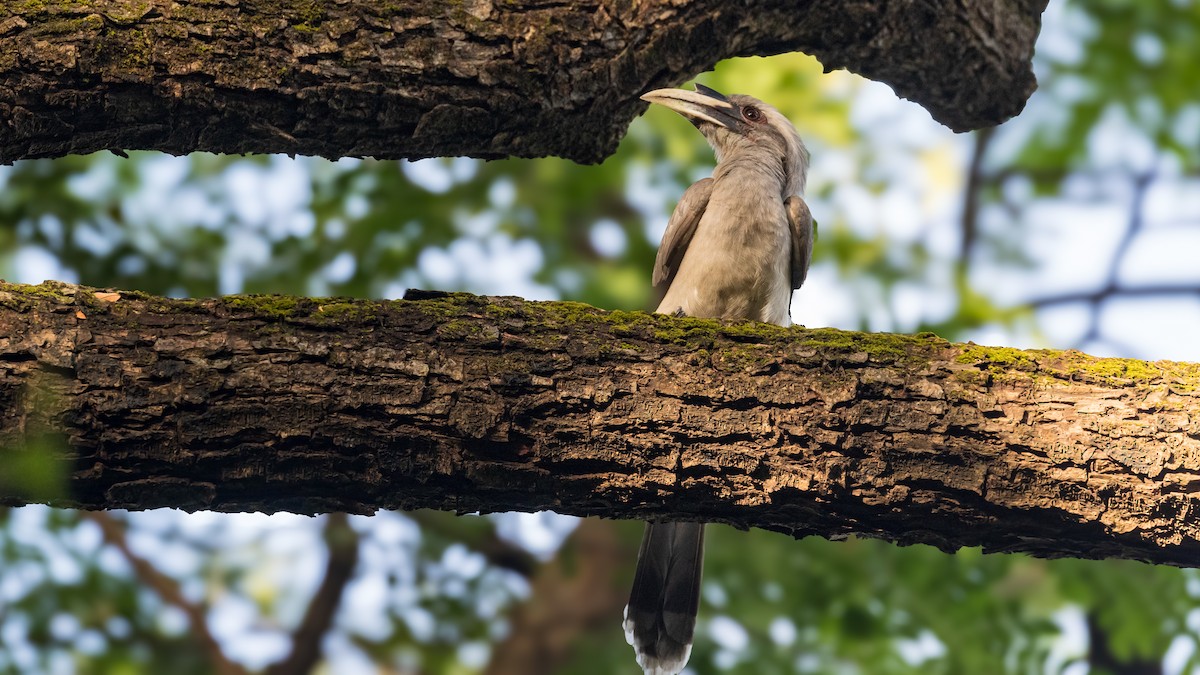 Indian Gray Hornbill - ML644072831