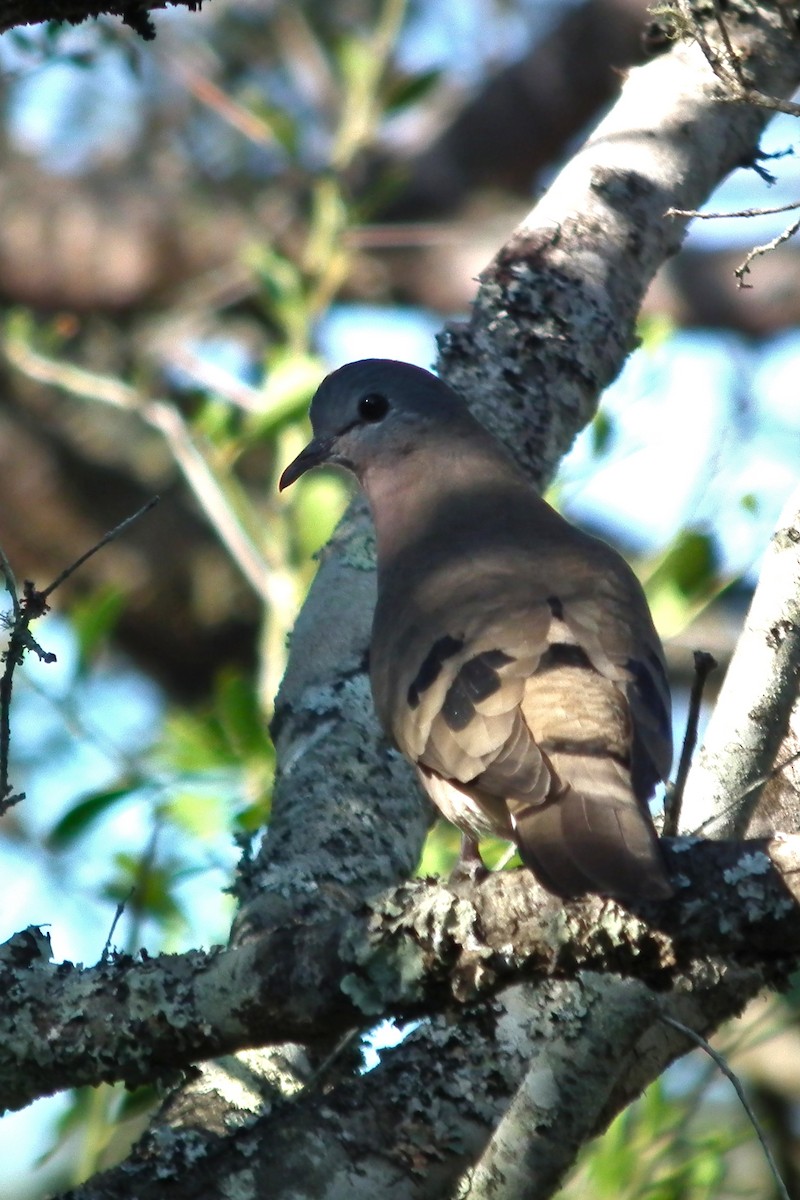 Emerald-spotted Wood-Dove - ML644072833