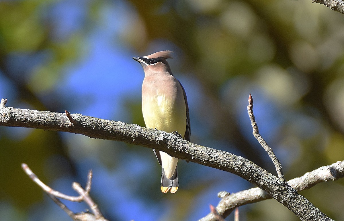 Cedar Waxwing - ML644072847