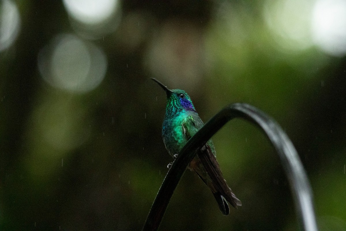 Lesser Violetear - ML644072872