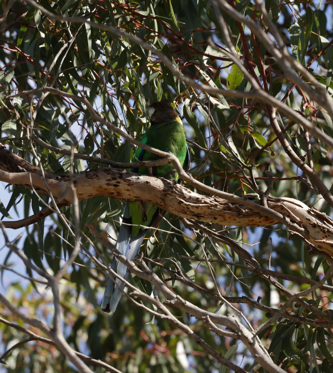 svarthodeparakitt - ML644072875