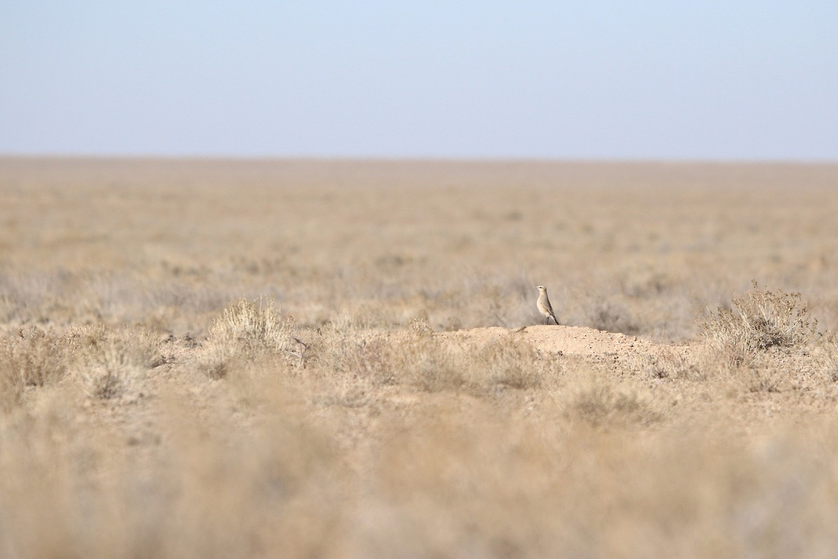 סלעית ערבות - ML644072876
