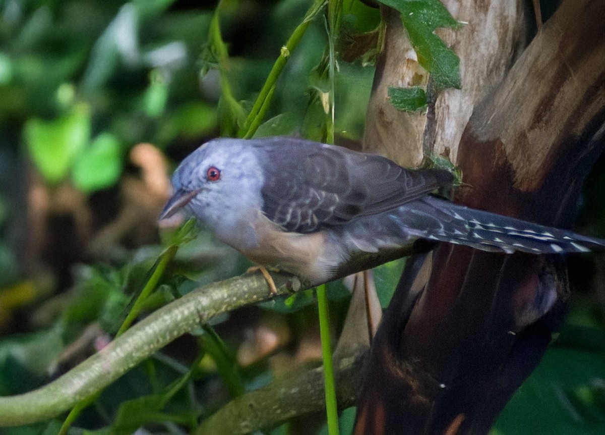 Plaintive Cuckoo - ML644072880