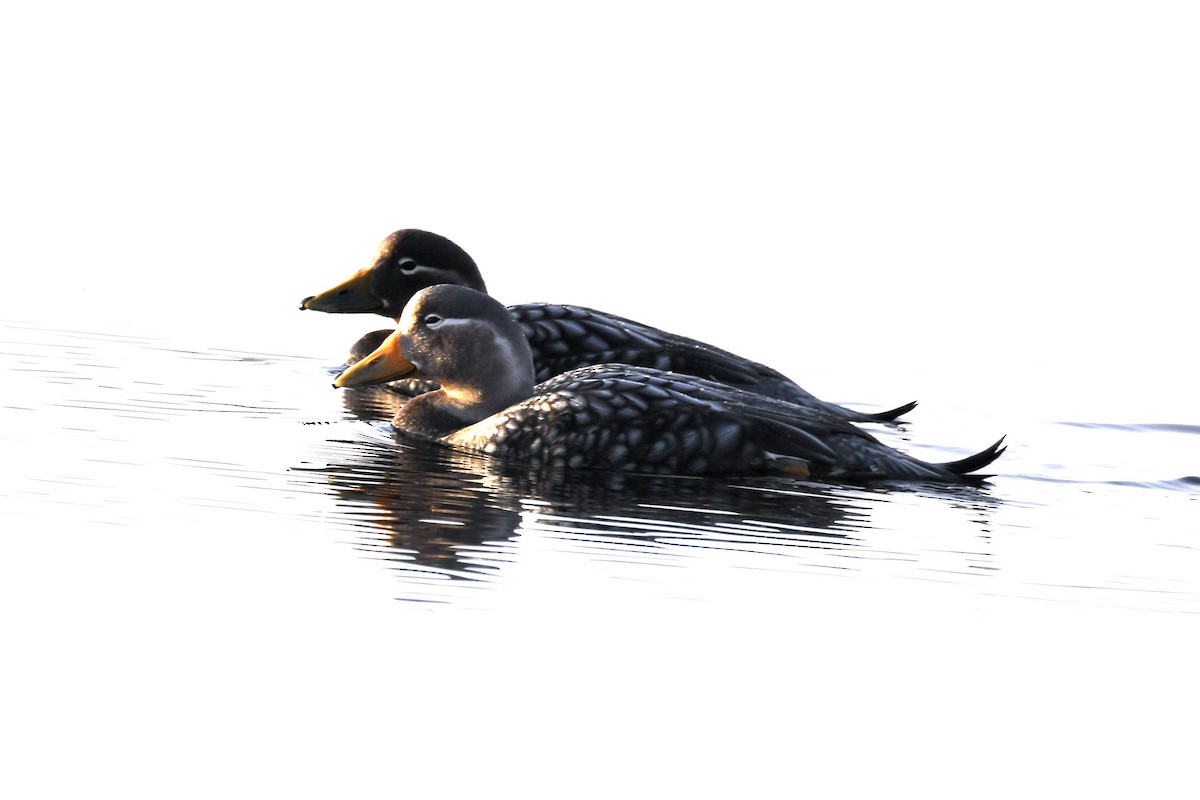 kachyně patagonská - ML644072881