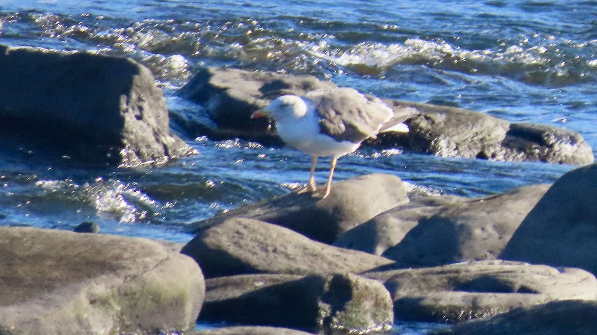 Lesser Black-backed Gull - ML644072882