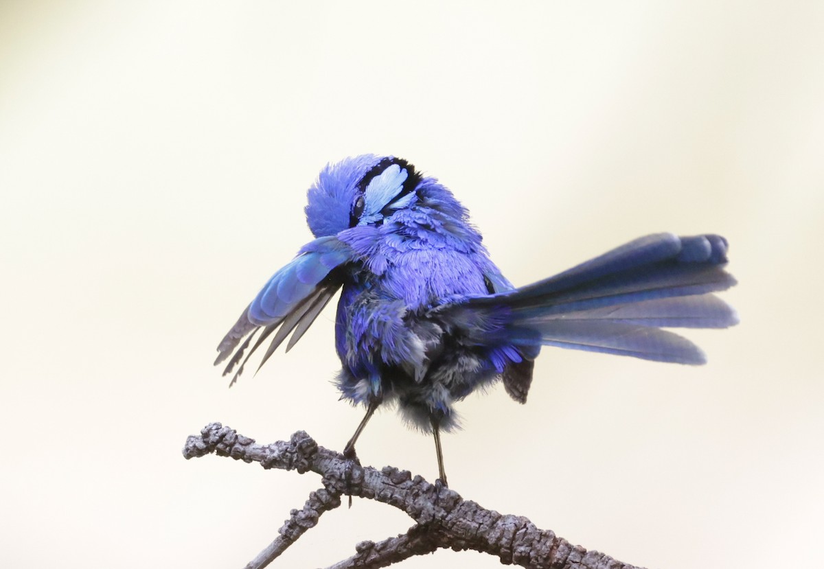 Splendid Fairywren - ML644072883