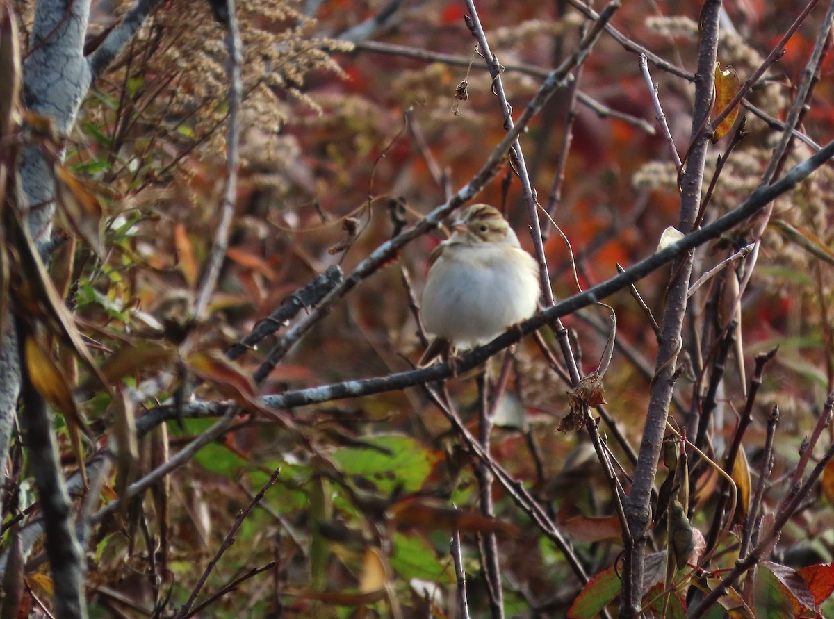 Clay-colored Sparrow - ML644072885