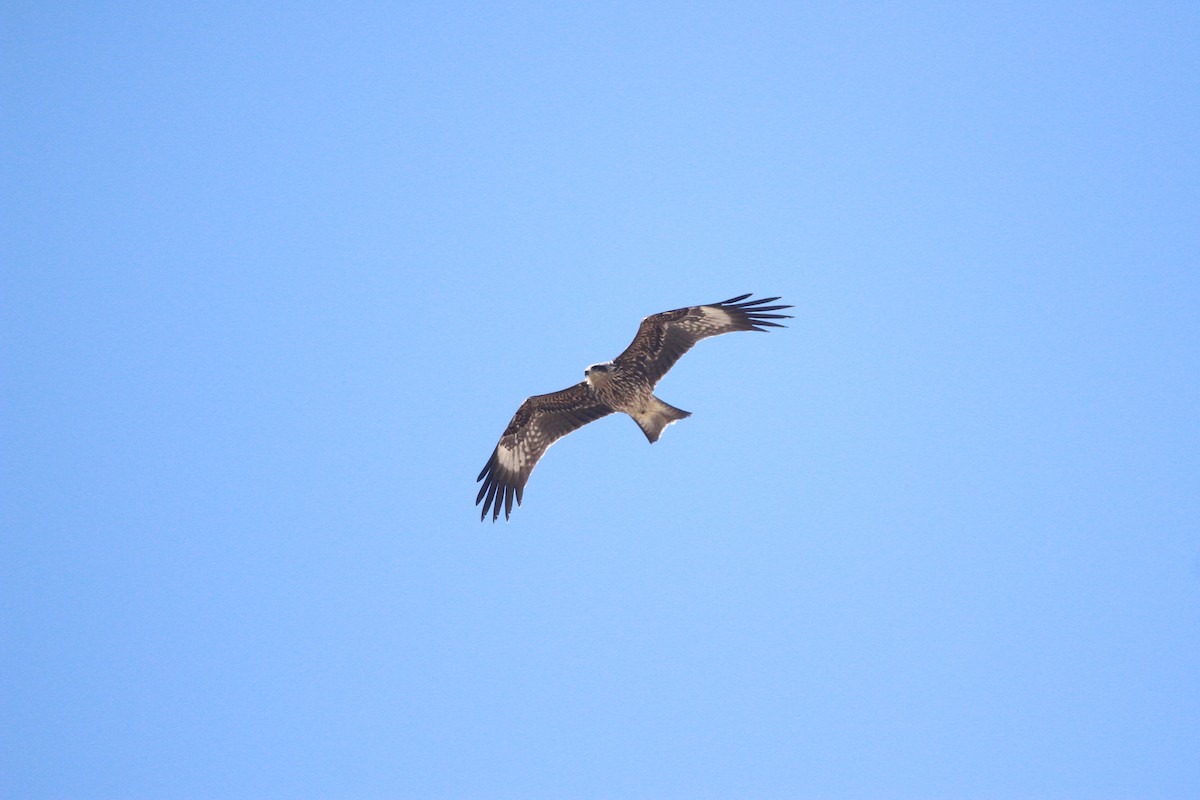 דיה שחורה - ML644072890
