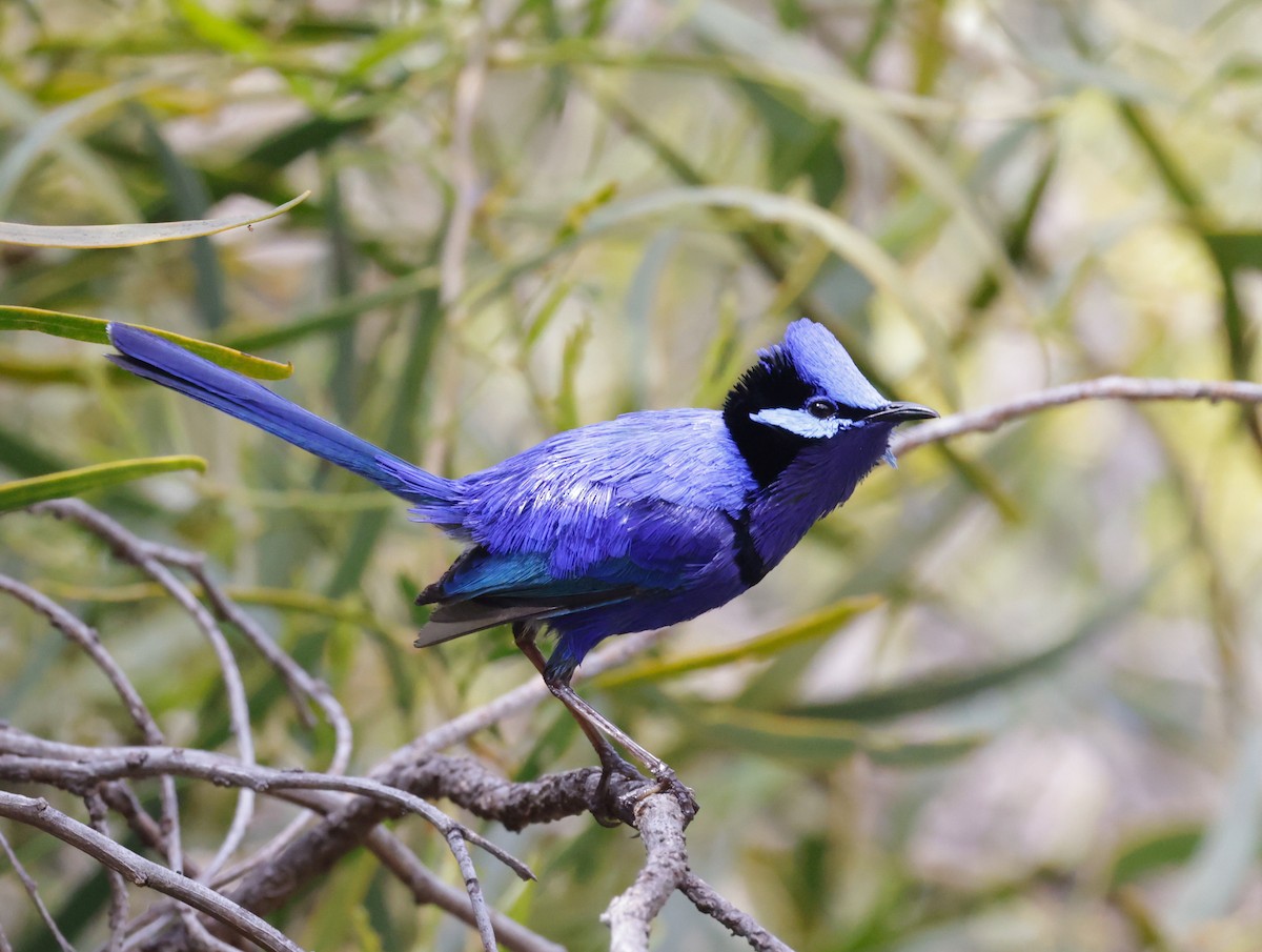 Splendid Fairywren - ML644072891