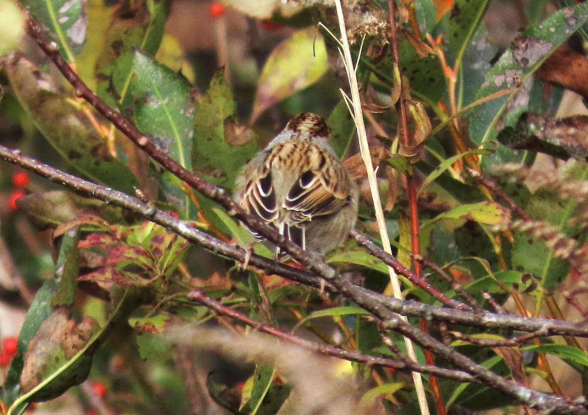 Clay-colored Sparrow - ML644072894
