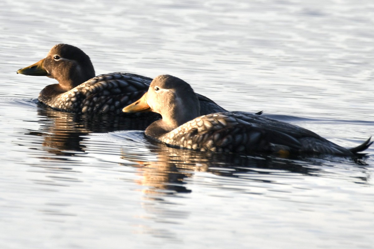 kachyně patagonská - ML644072895