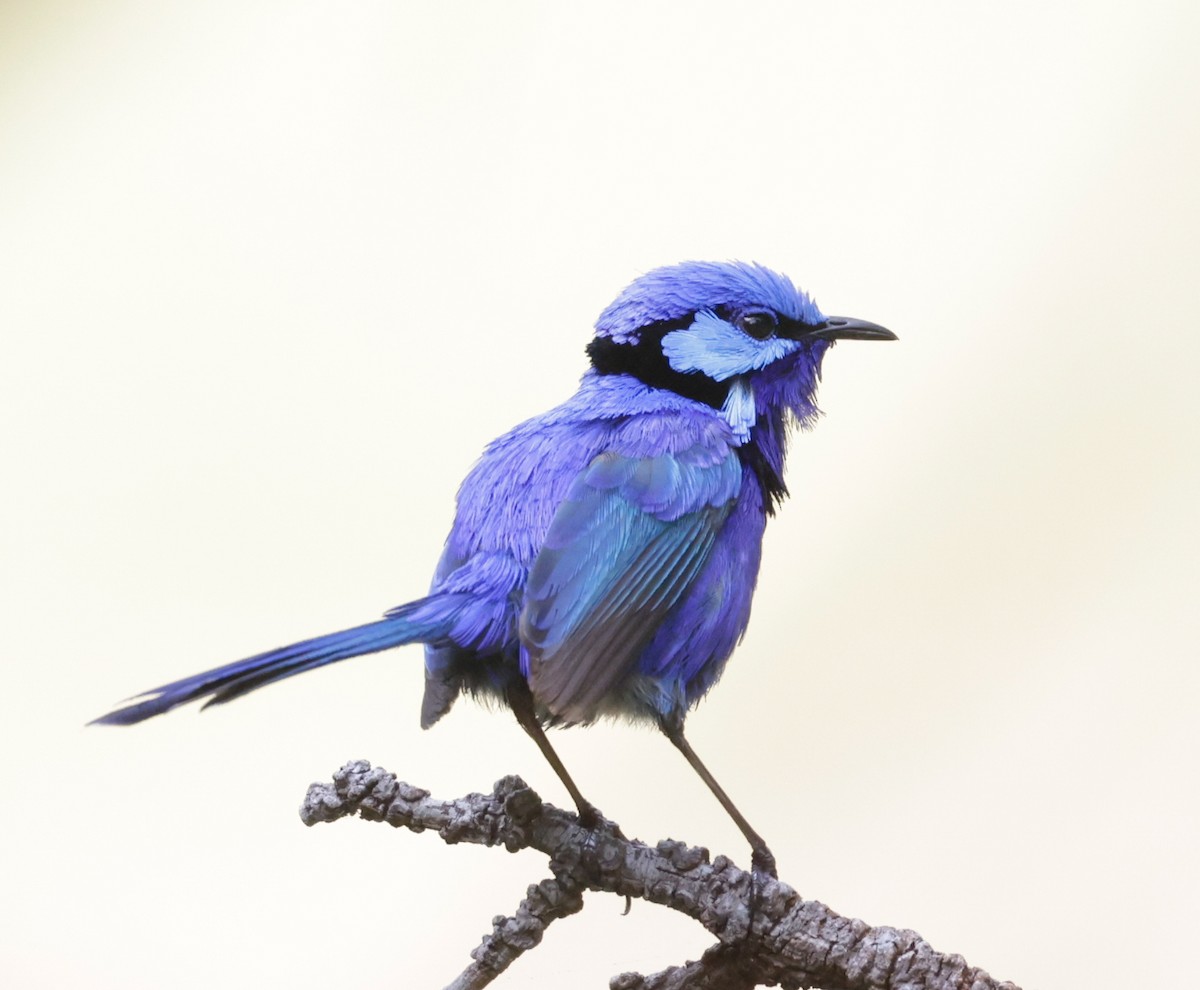 Splendid Fairywren - ML644072896
