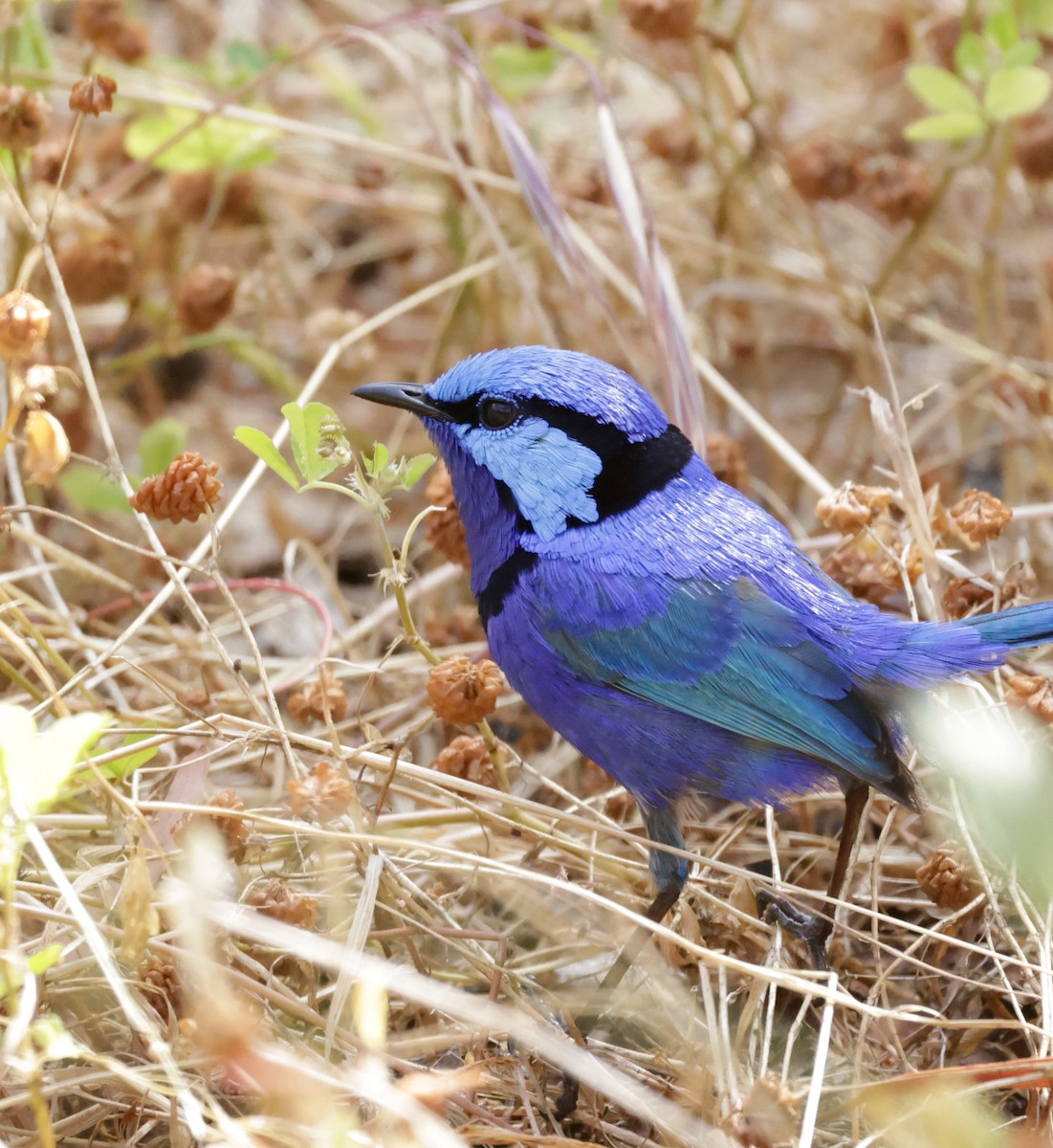 Splendid Fairywren - ML644072898