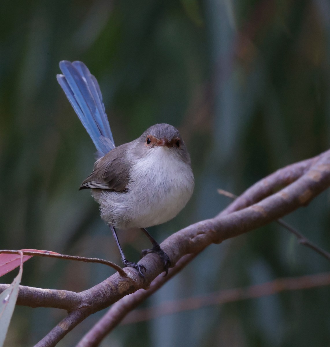Splendid Fairywren - ML644072899