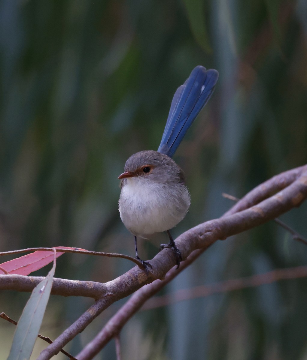 Splendid Fairywren - ML644072901