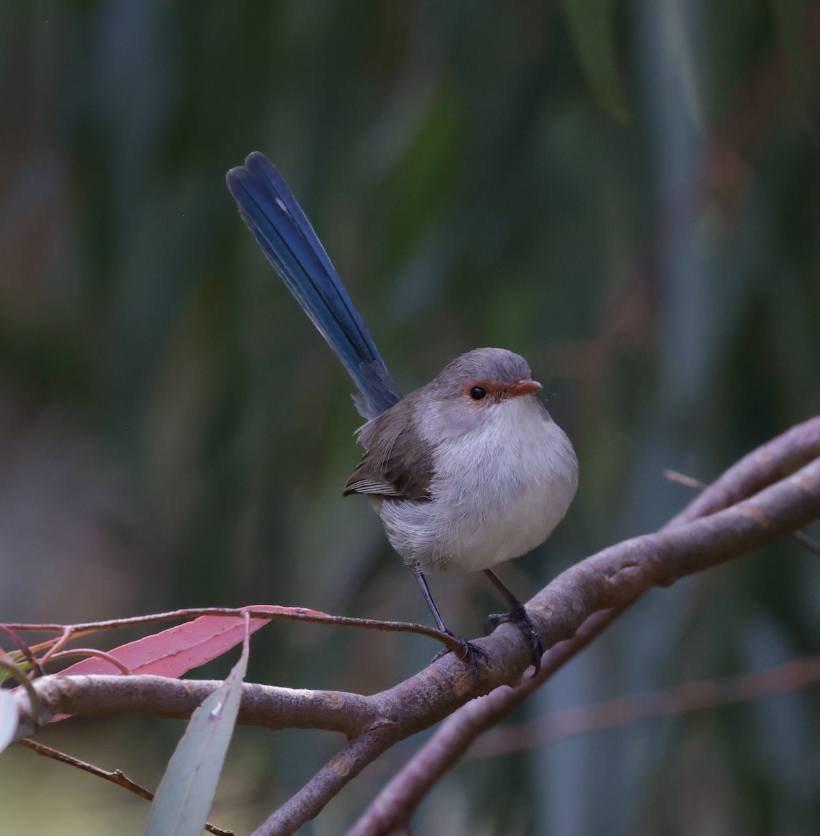Splendid Fairywren - ML644072903