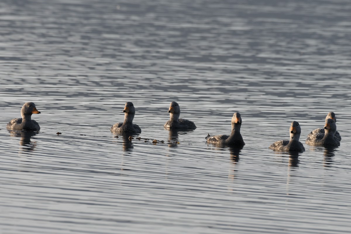 kachyně parníková - ML644072907