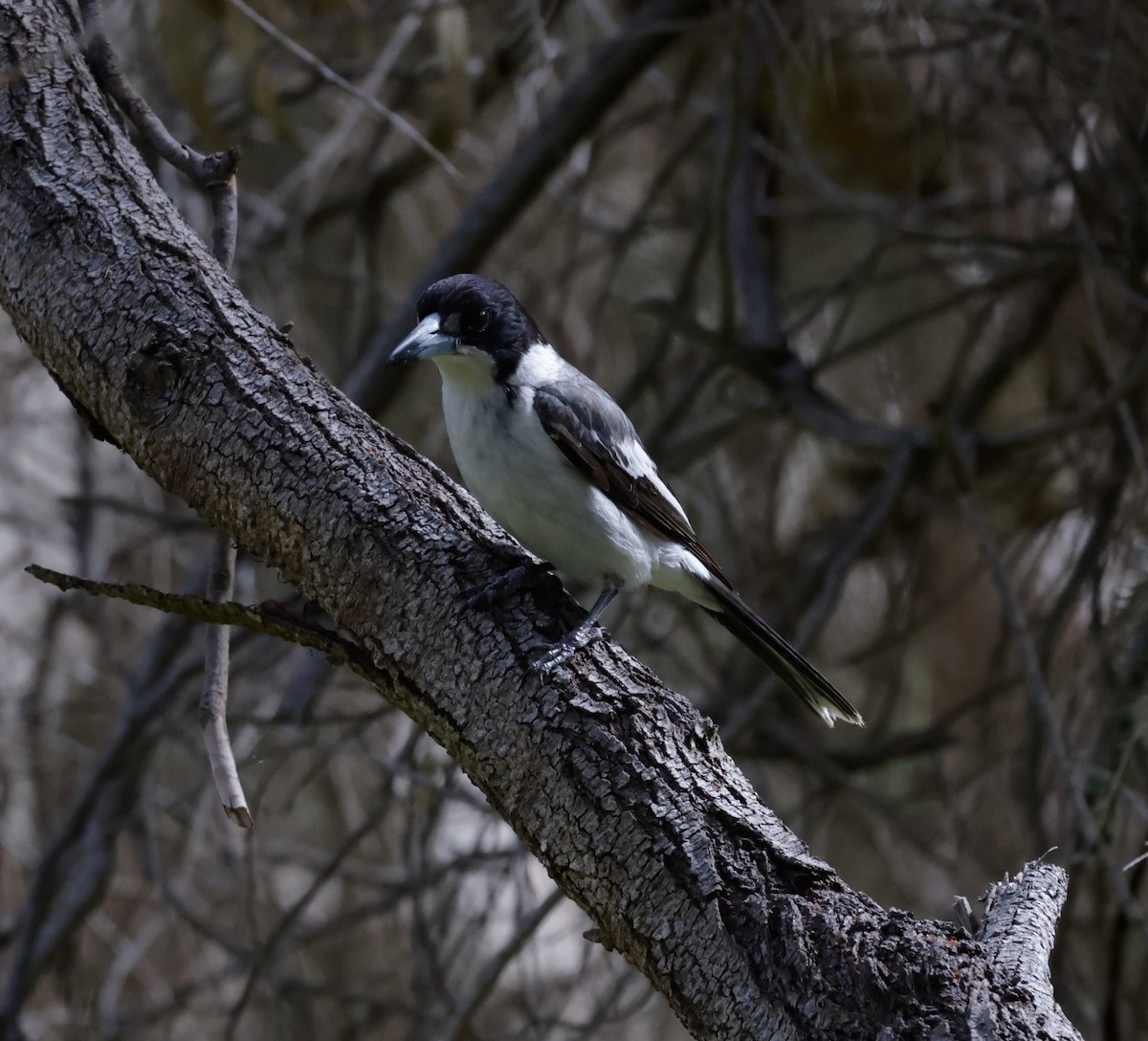 Gray Butcherbird - ML644072908