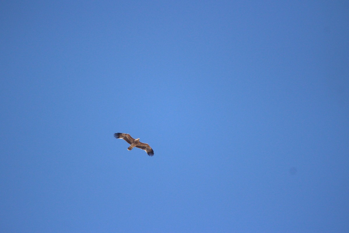 עיט שמש - ML644072910