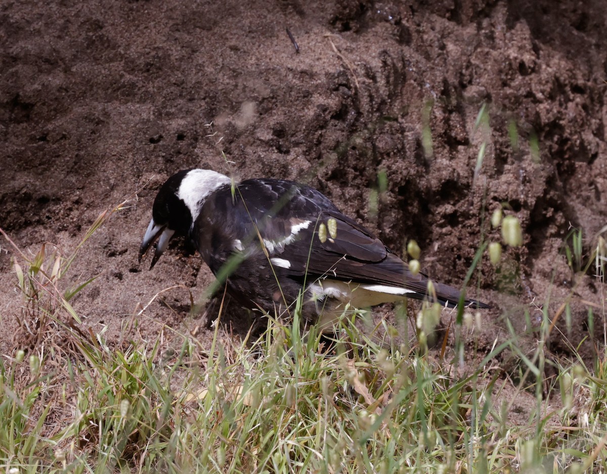 Australian Magpie - ML644072911