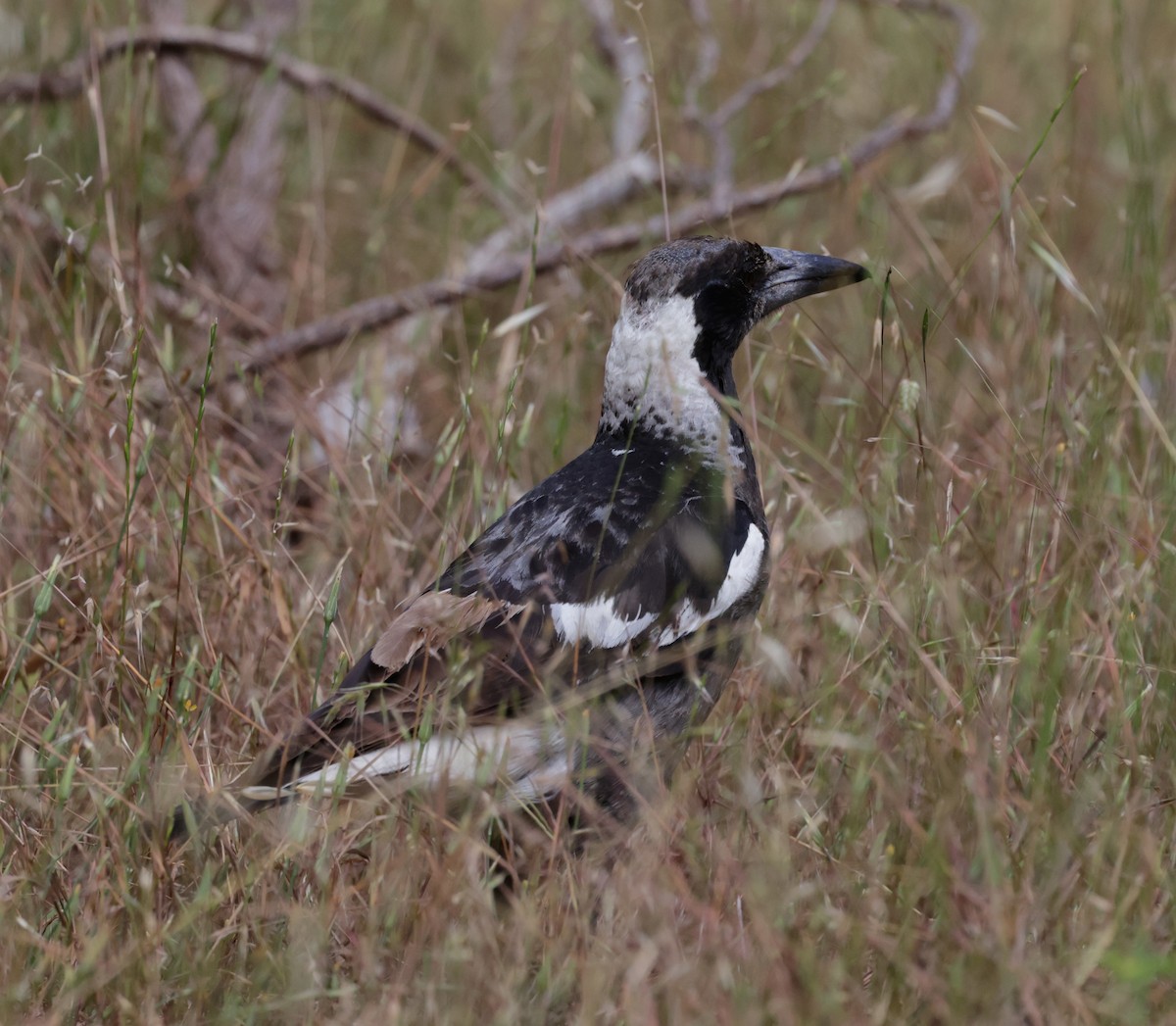 Australian Magpie - ML644072914