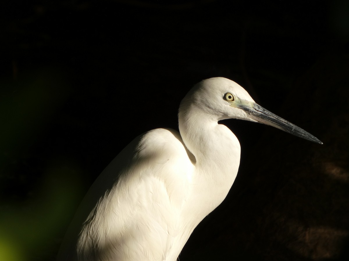 Little Egret - ML644072938