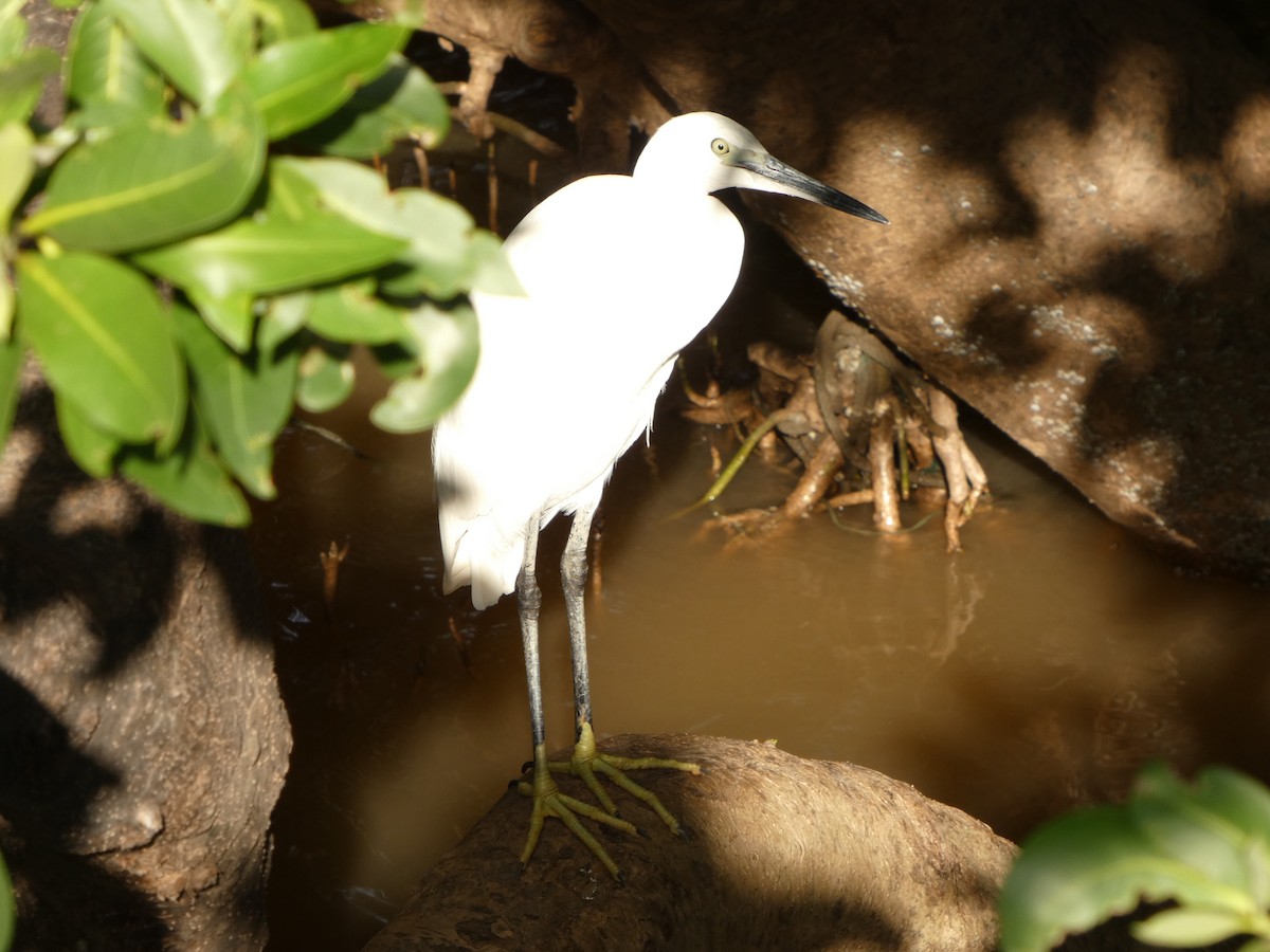 Little Egret - ML644072939