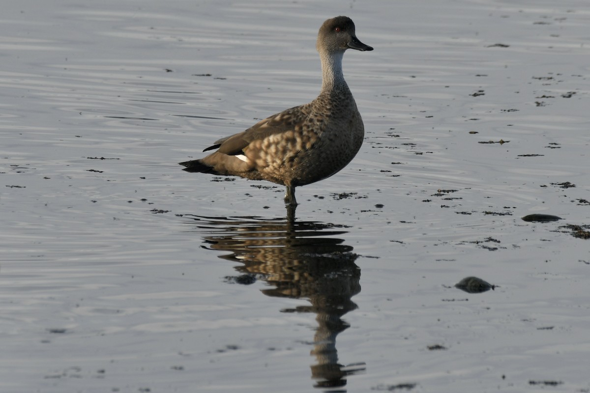 kachna vlasatá - ML644072942