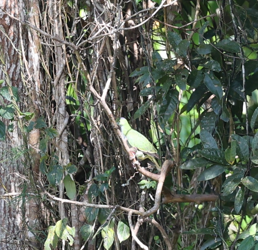 Superb Fruit-Dove - ML644072944
