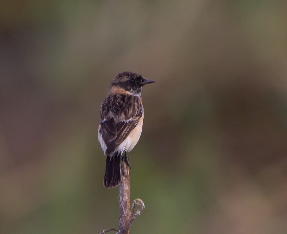 Siberian Stonechat - ML644072956