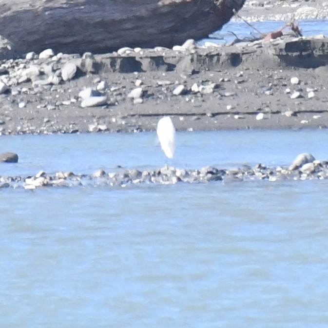 Little Egret - ML644072960