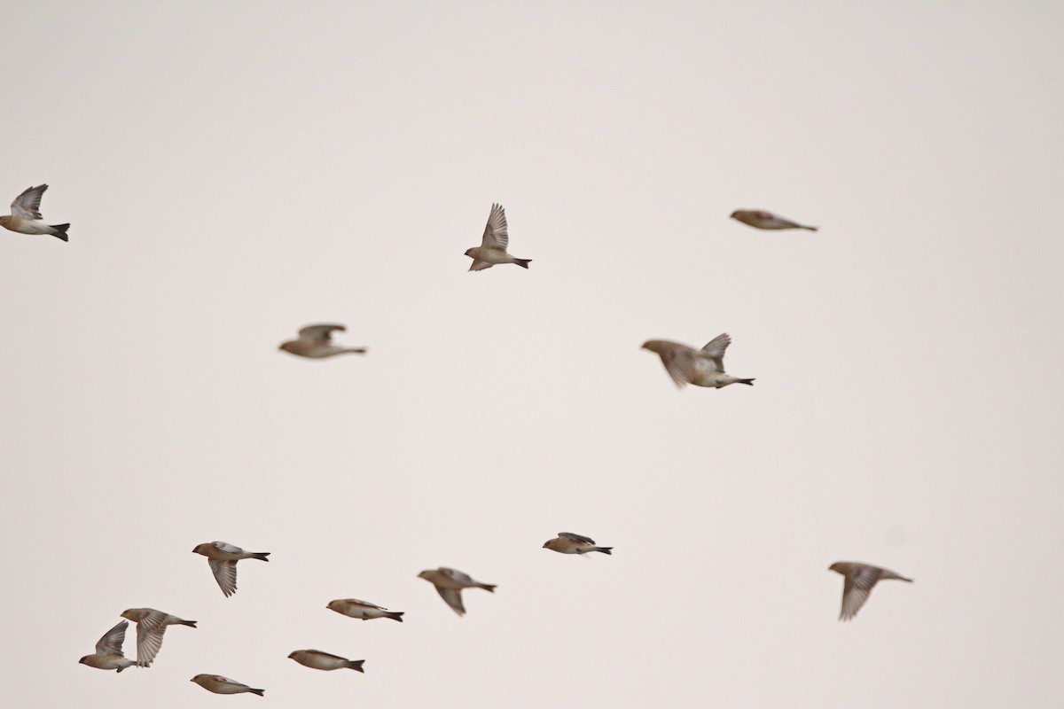 Desert Finch - ML644072961