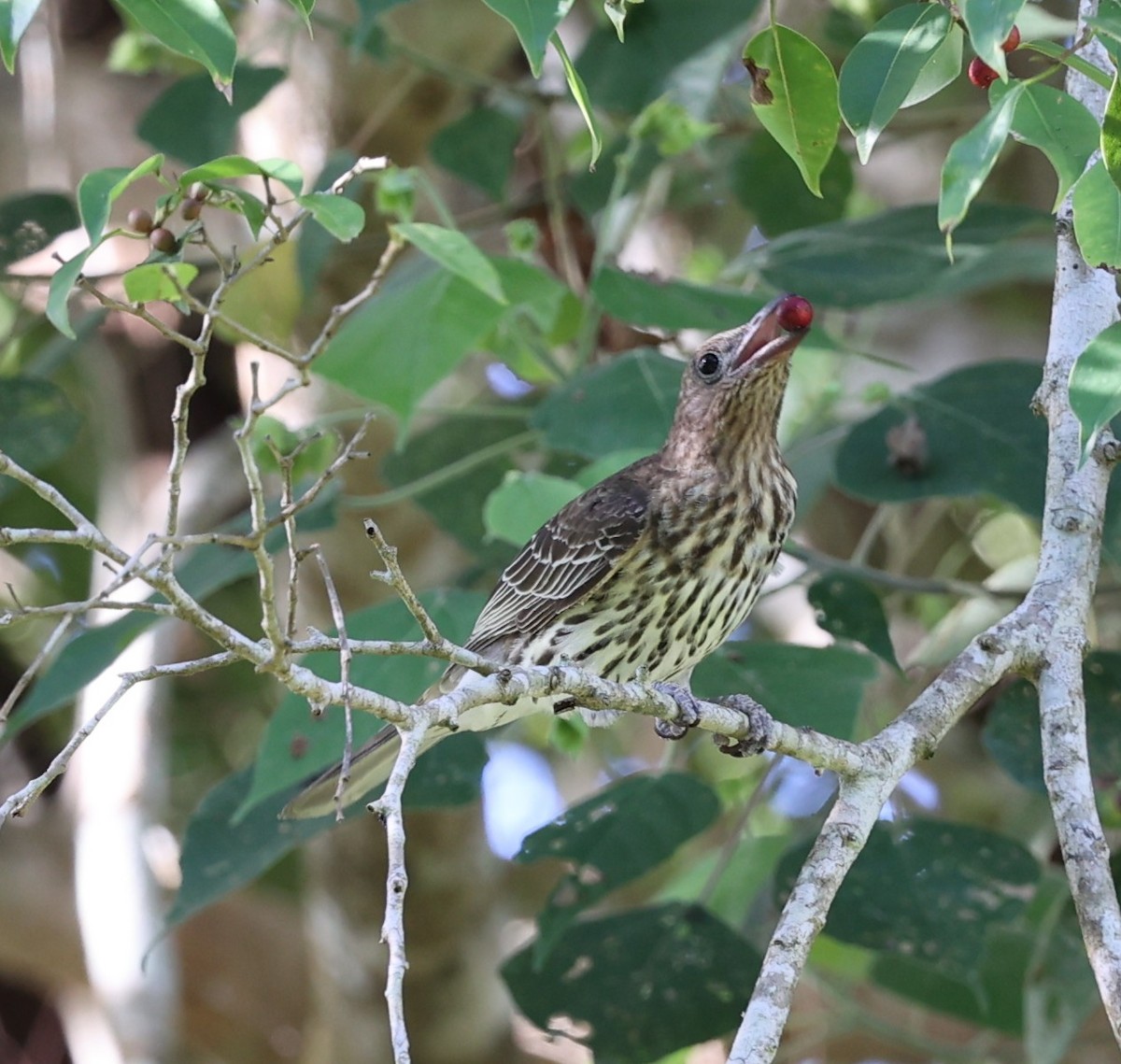 Australasian Figbird - ML644072970