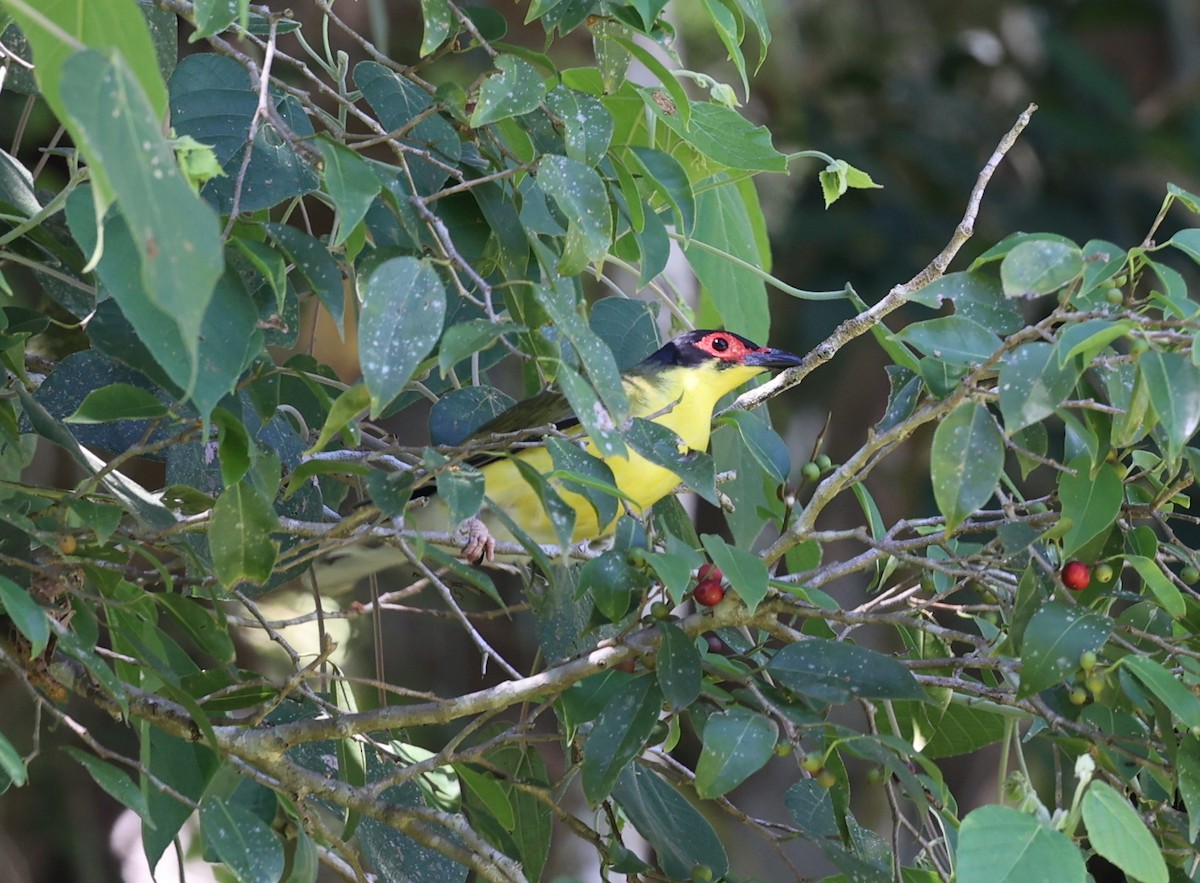 Australasian Figbird - ML644072971