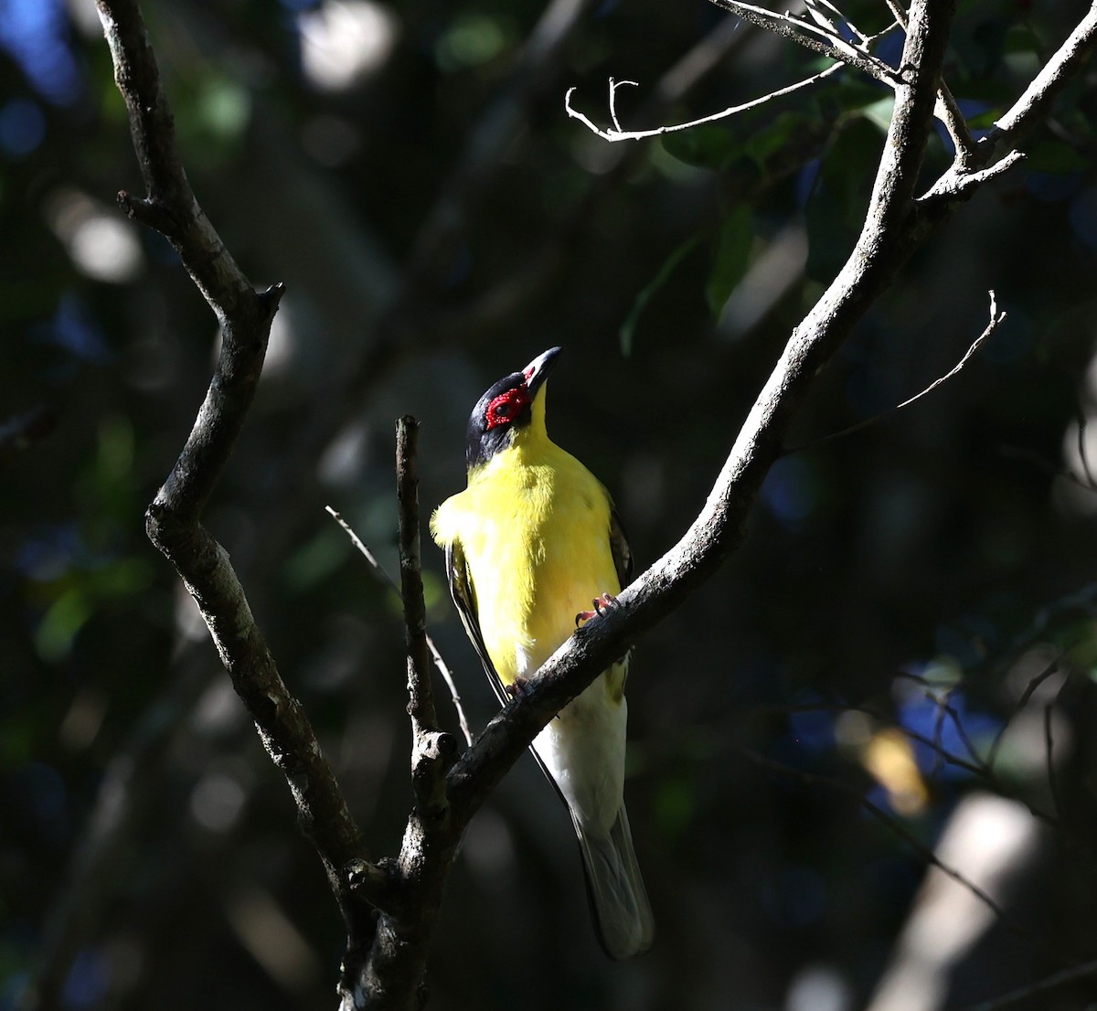 Australasian Figbird - ML644072972